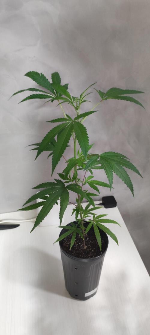 Strawberry Cough. Week 4