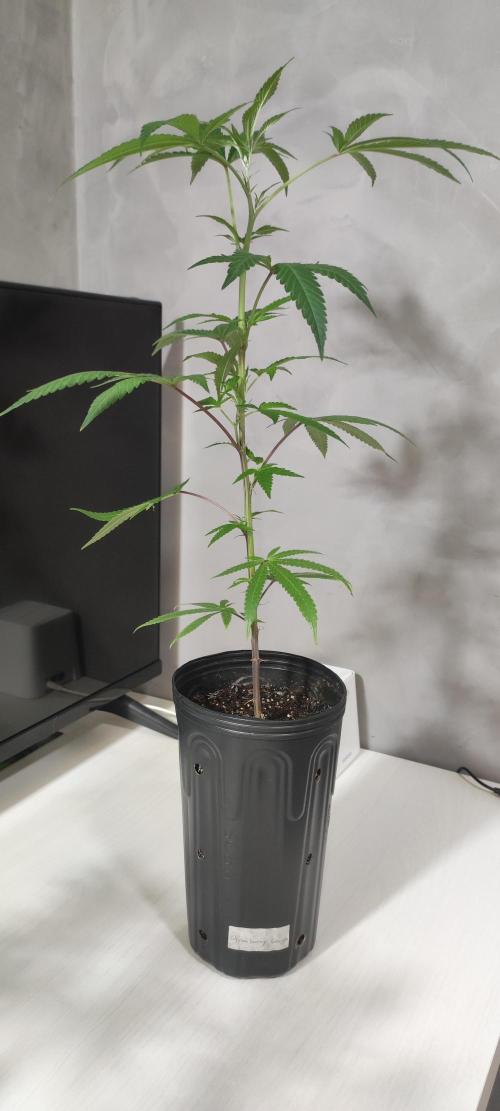 Strawberry Cough. Week 4