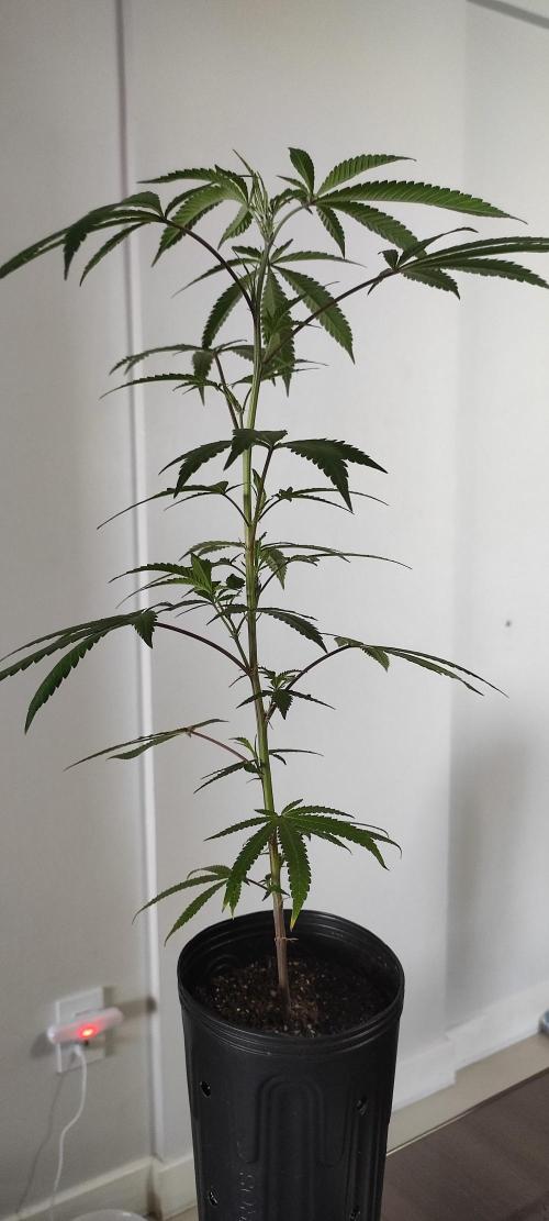 Strawberry Cough. Week 5