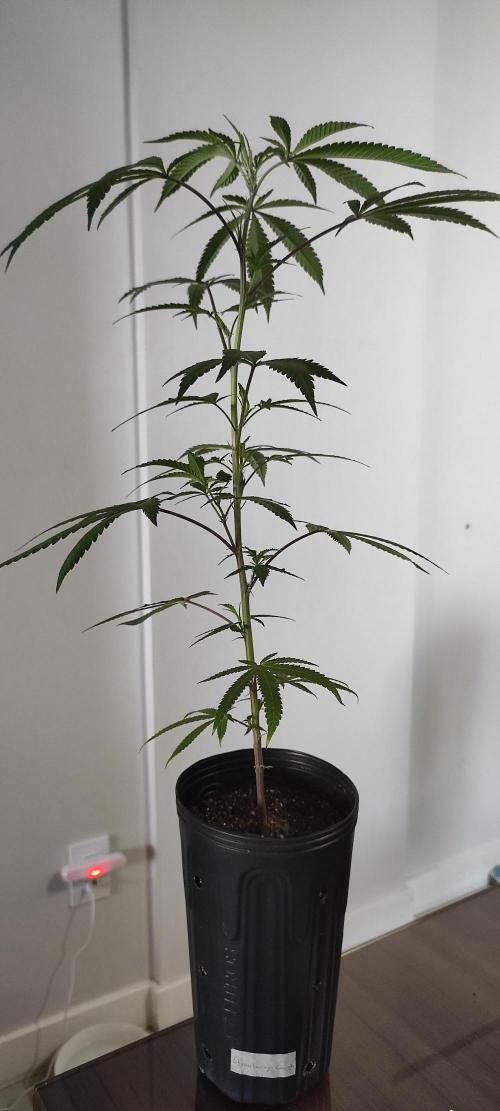 Strawberry Cough. Week 5
