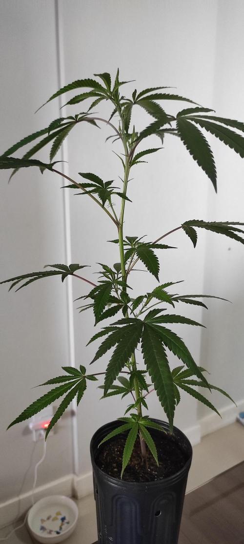 Strawberry Cough. Week 5