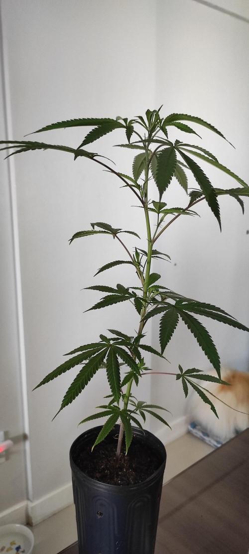 Strawberry Cough. Week 5