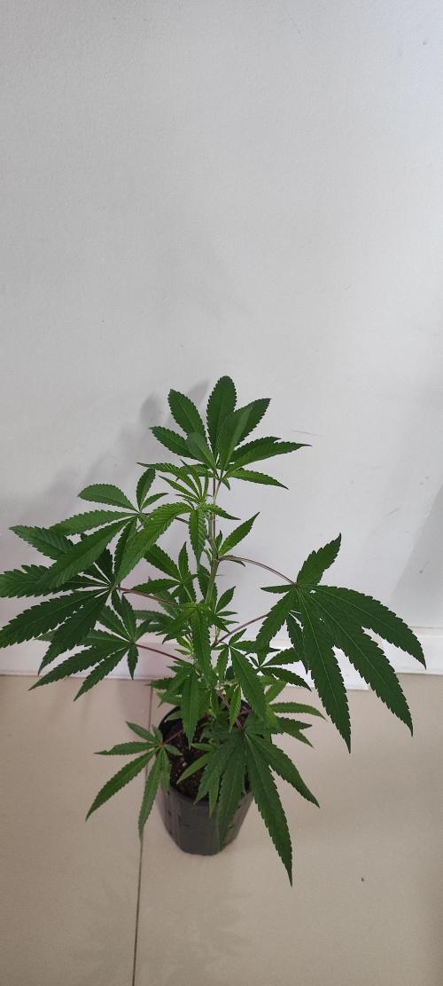 Strawberry Cough. Week 5