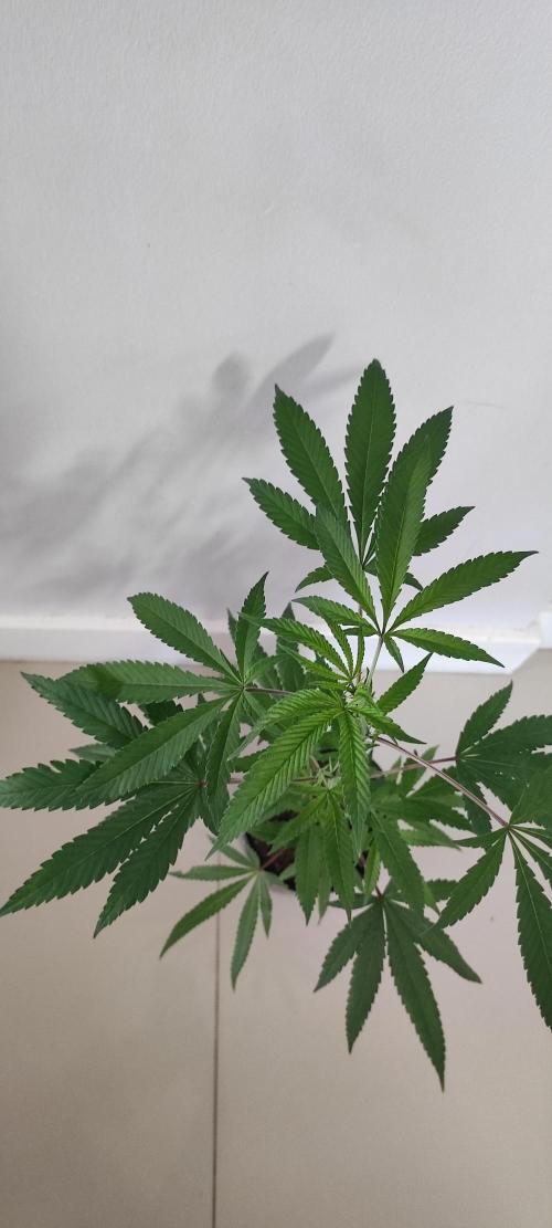 Strawberry Cough. Week 5