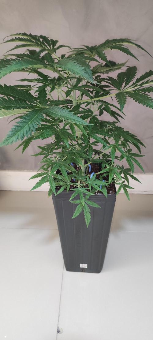 Julieta. Week 7