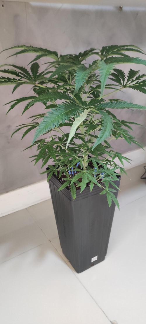 Julieta. Week 7