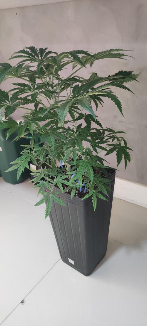 Julieta. Week 7