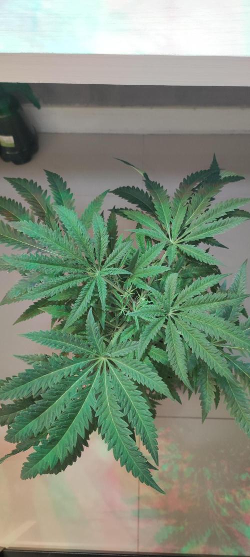 Julieta. Week 7