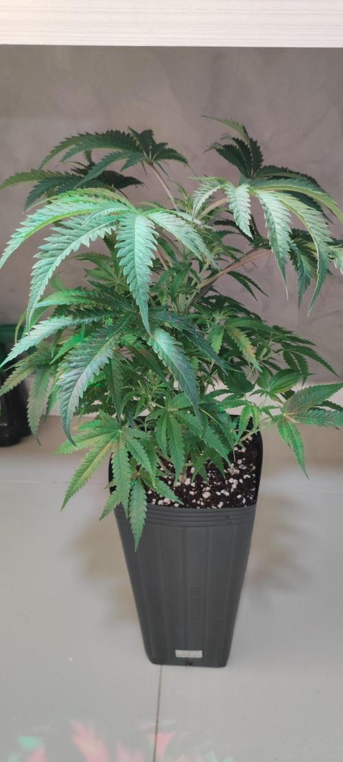 Julieta. Week 7