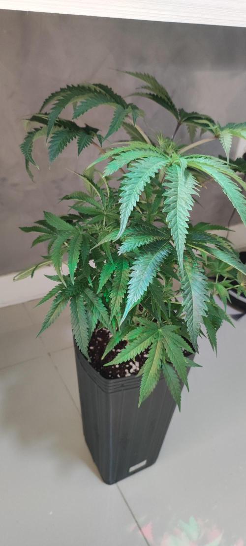 Julieta. Week 7