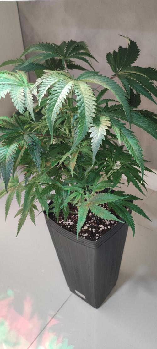 Julieta. Week 7
