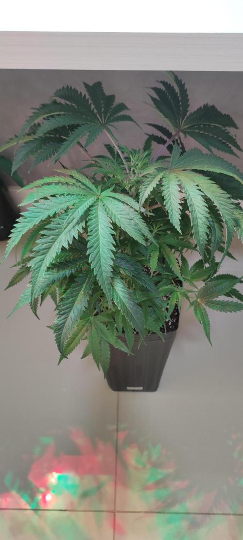 Julieta. Week 7