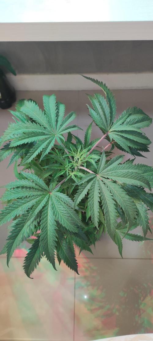 Julieta. Week 7