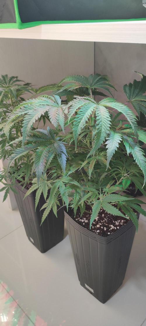 Julieta. Week 7
