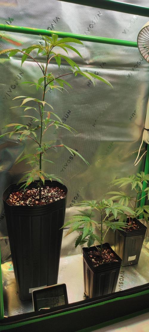 Strawberry Cough. Week 5