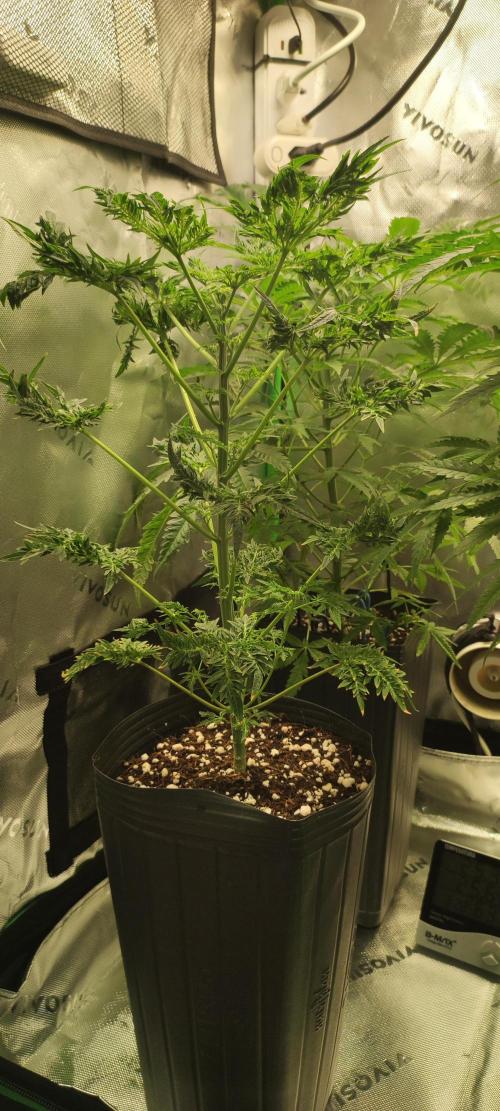 Freakshow. Week 7