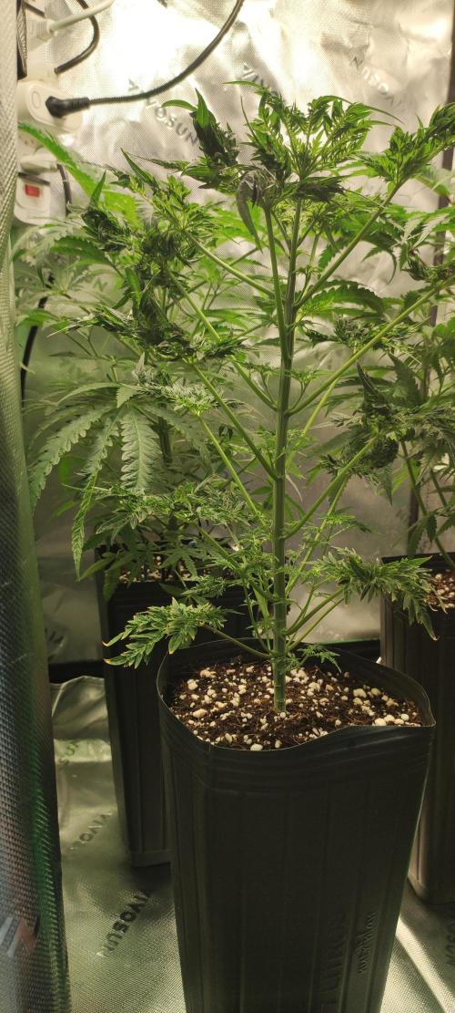 Freakshow. Week 7