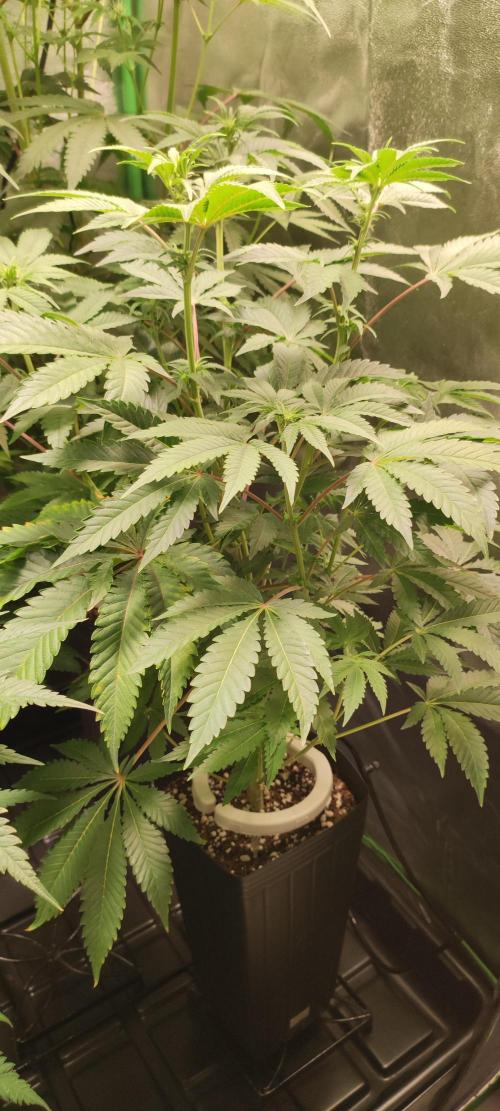 Lambeijax #3. Week 7