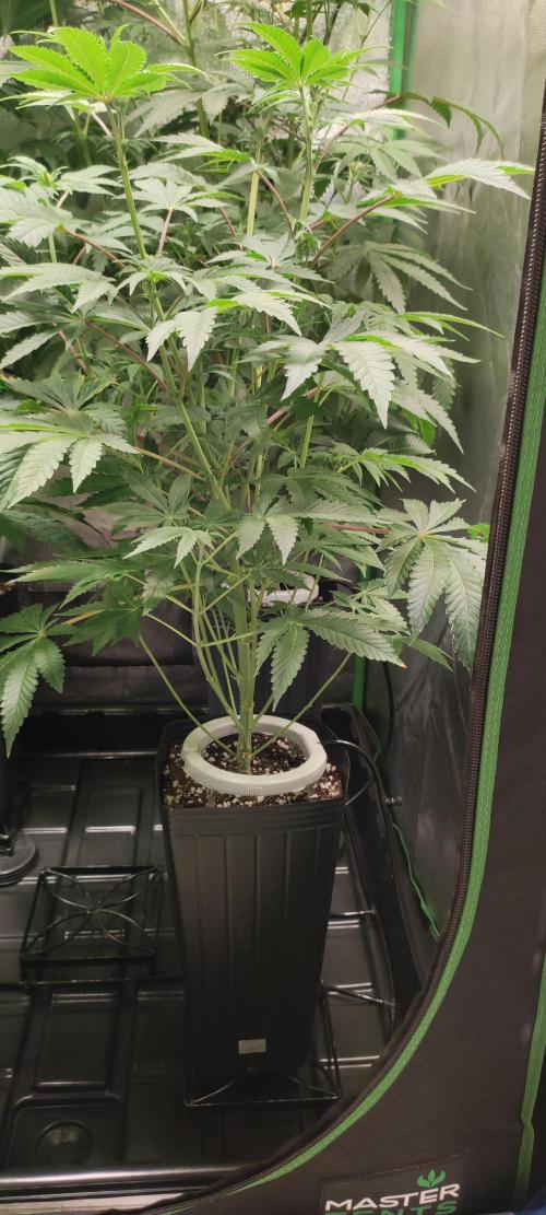 Lambeijax #3. Week 7