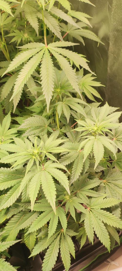 Lambeijax #3. Week 7