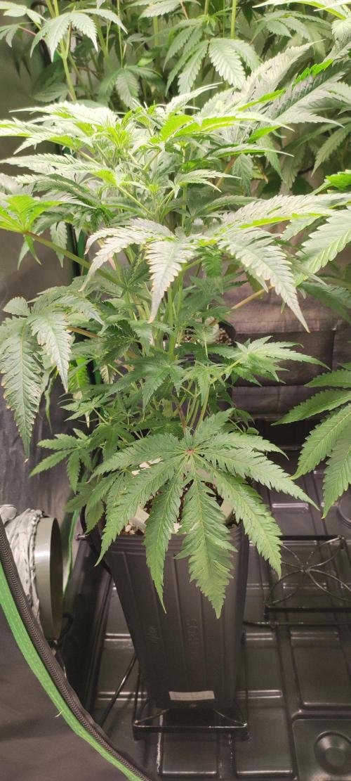 White Widow x Freakshow. Week 7