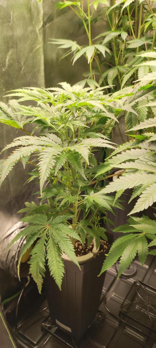 White Widow x Freakshow. Week 7