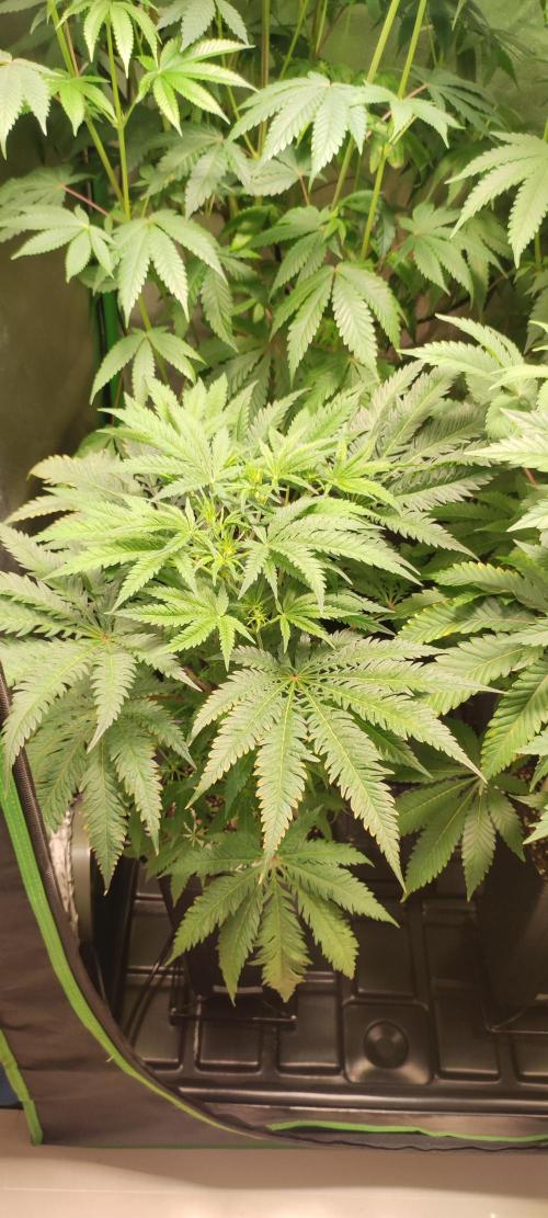 White Widow x Freakshow. Week 7