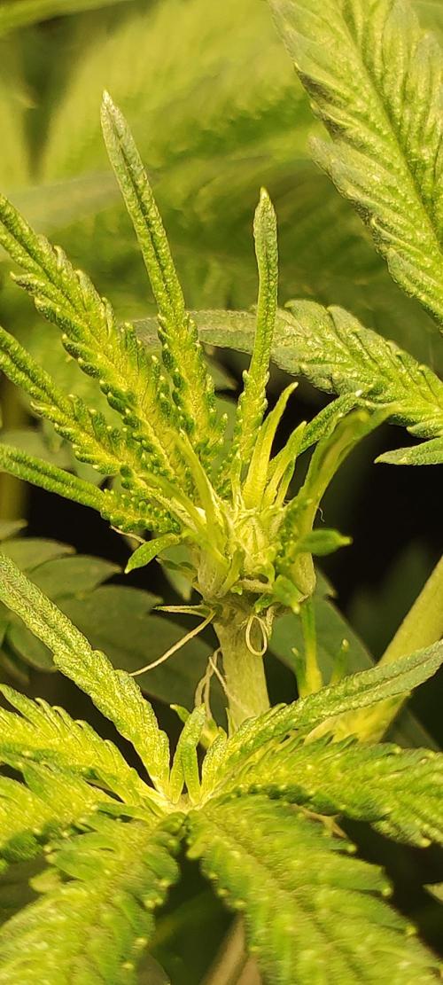 White Widow x Freakshow. Week 7