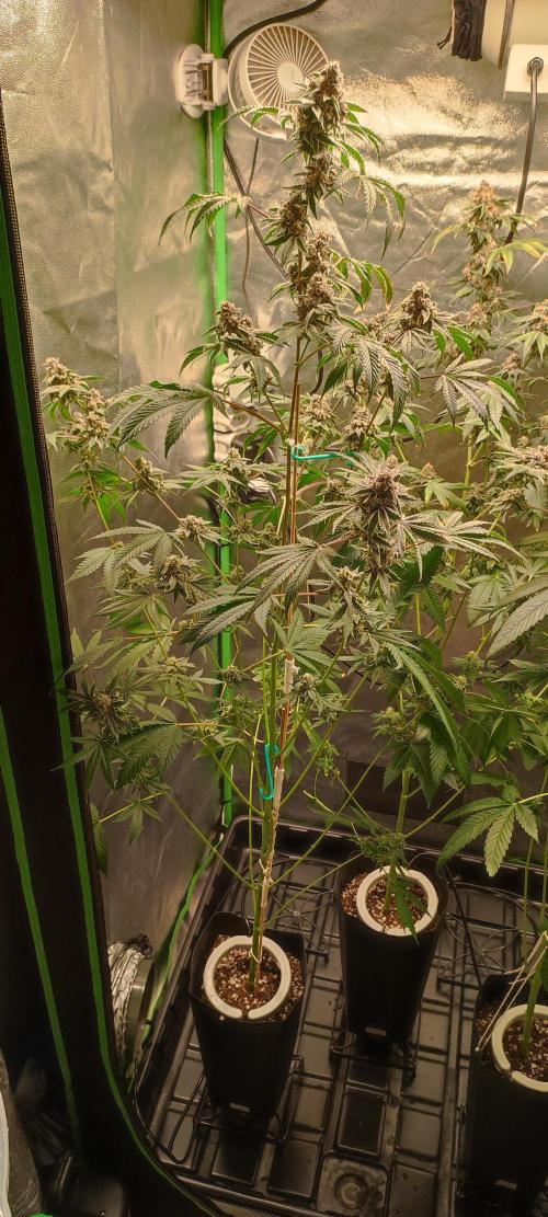 Grape Pie #1. Week 11