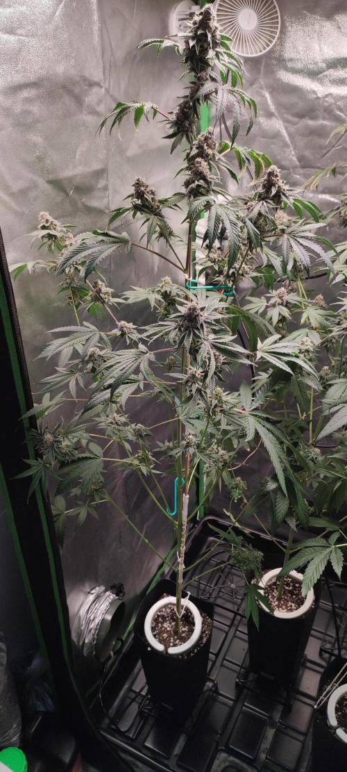 Grape Pie #1. Week 11
