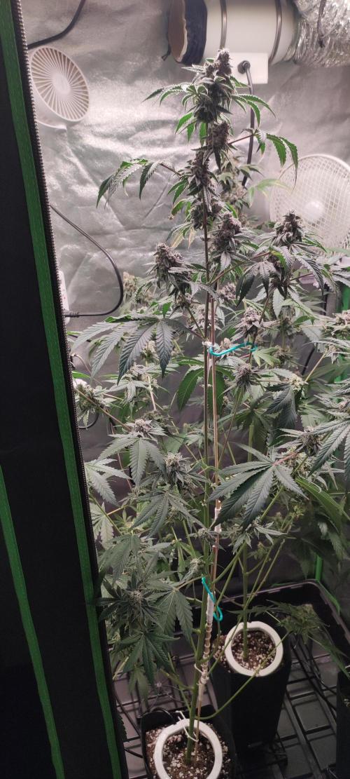 Grape Pie #1. Week 11