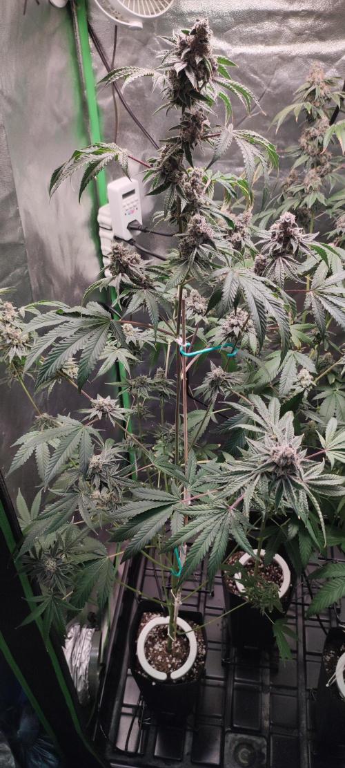 Grape Pie #1. Week 11