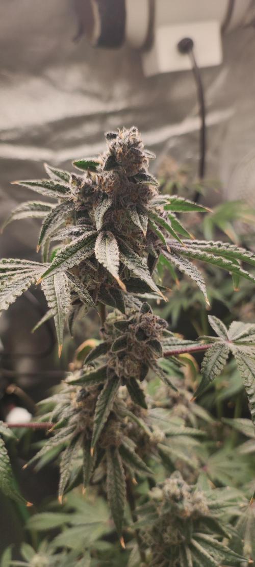 Grape Pie #1. Week 11