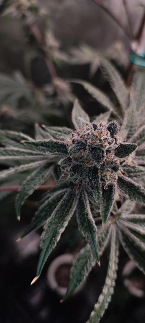 Grape Pie #1. Week 11