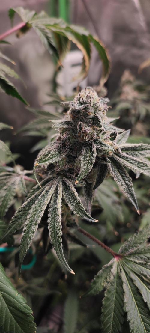 Grape Pie #1. Week 11