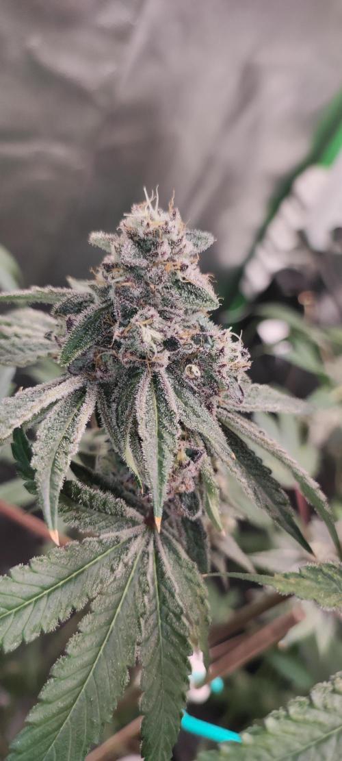 Grape Pie. Week 11
