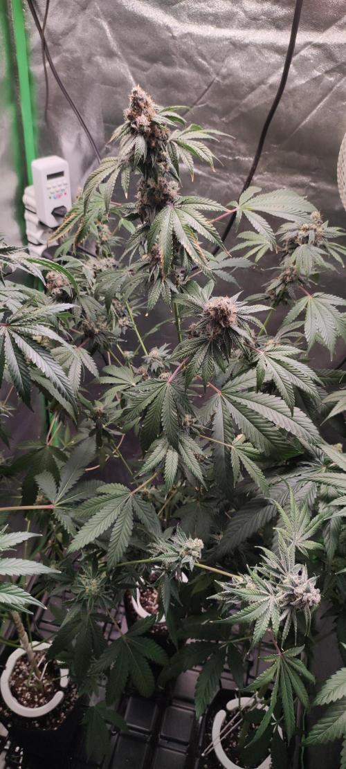 Banana Kush #1. Week 11