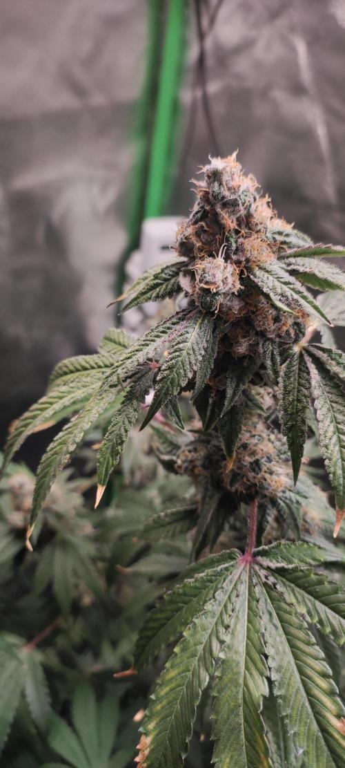 Banana Kush #1. Week 11