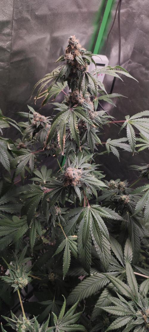 Banana Kush #1. Week 11