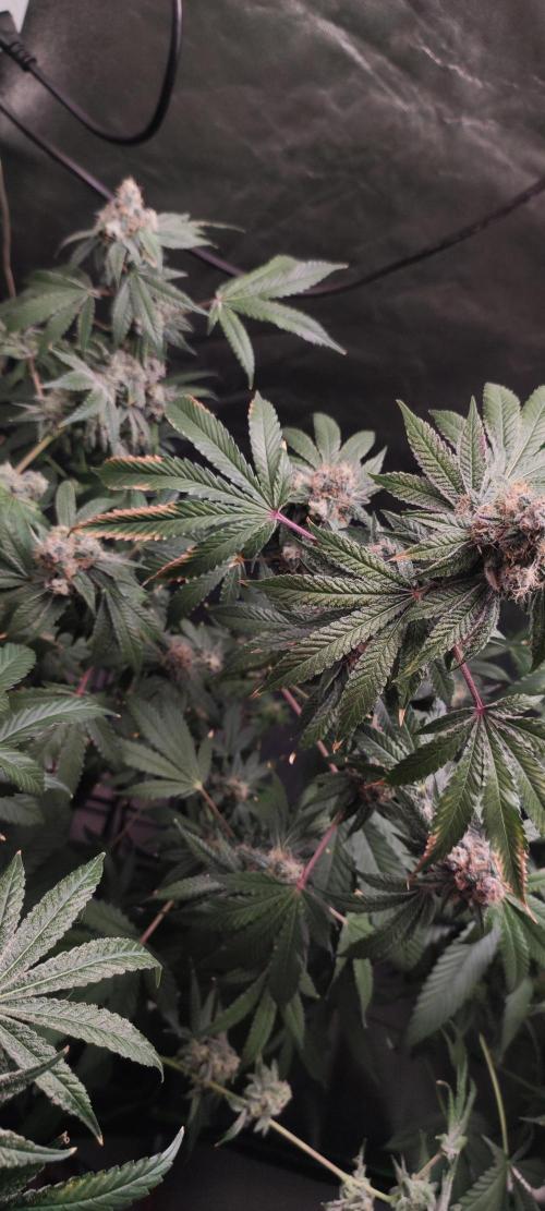 Banana Kush #1. Week 11
