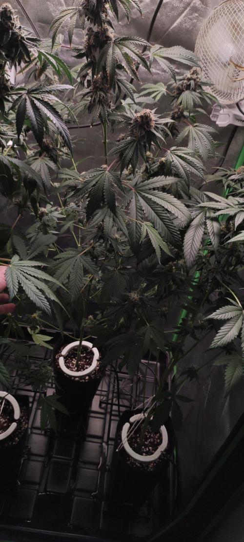 Banana Kush. Week 11