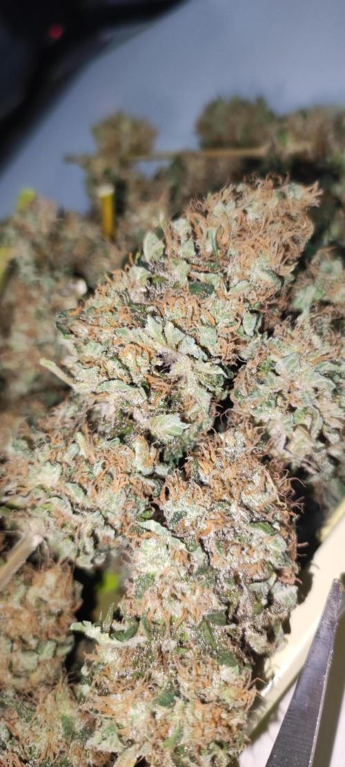 Zkittlez. Week 14