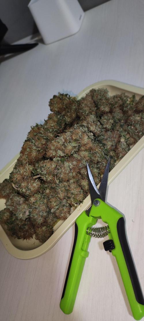 Zkittlez. Week 14