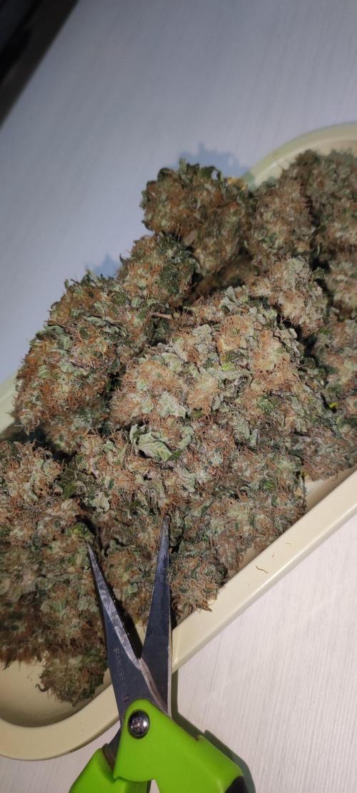 Zkittlez. Week 14