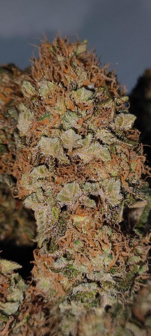 Zkittlez. Week 14