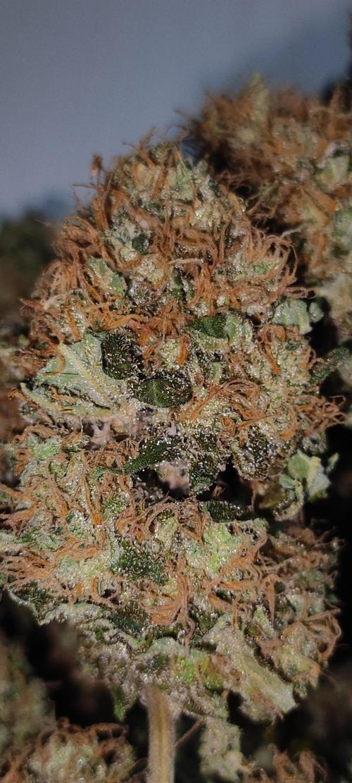 Zkittlez. Week 14
