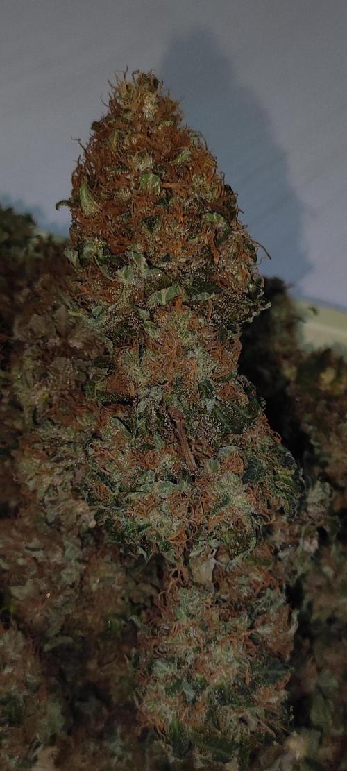 Zkittlez. Week 14
