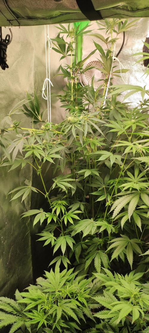 Mimosa. Week 9