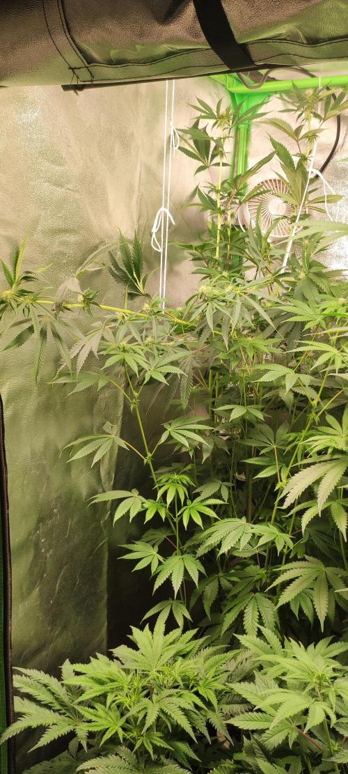Mimosa. Week 9