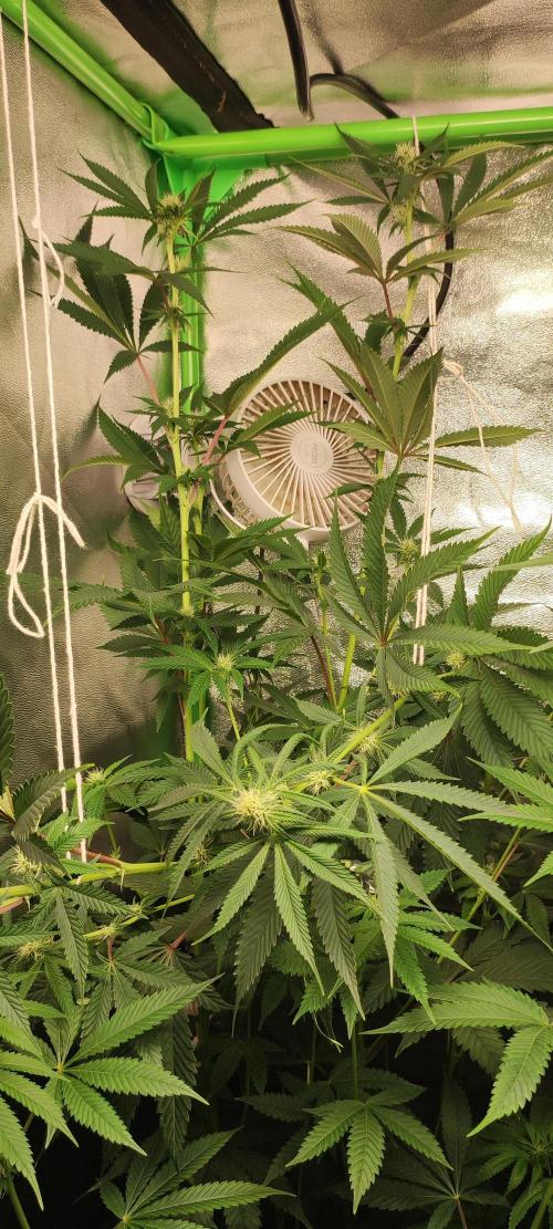 Mimosa. Week 9